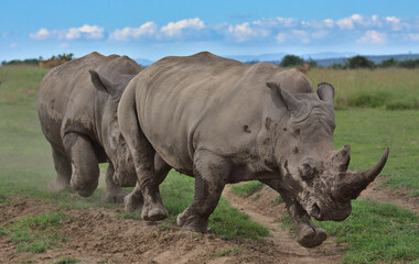 Fototapeta premium crash of southen white rhinos charging and sparring in the wild open plains of solio game reserve, kenya