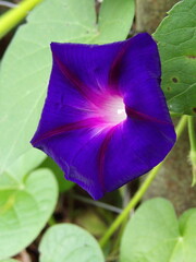 Zbliżenie na kwiat rośliny z gatunku wilec © Kumulugma