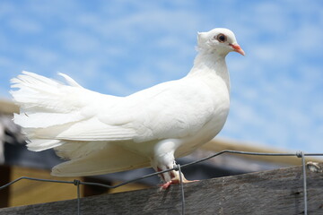 The White Dove typically refers to various species of doves and pigeons, particularly those in the genus Columba, which are known for their striking white plumage.