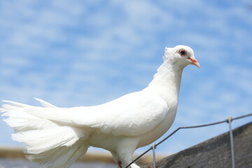 The White Dove typically refers to various species of doves and pigeons, particularly those in the genus Columba, which are known for their striking white plumage.