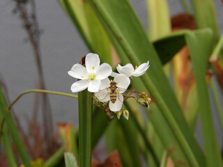 Zbliżenie na kwiaty rośliny z gatunku drosera binata © Kumulugma