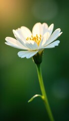 delicate white petal with green stem backlit softly, fluffy flower, plant, garden