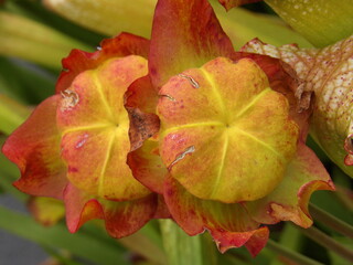 Zbliżenie na zielone strączki nasienne rośliny z gatunki sarracenia © Kumulugma