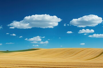 Fototapeta premium Vast golden fields stretch under bright blue sky dotted with flu