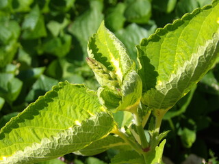 Zbliżenie na pąk kwiatowy rośliny z gatunku coleus © Kumulugma