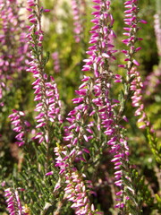 Zbliżenie na kwiat wrzosu