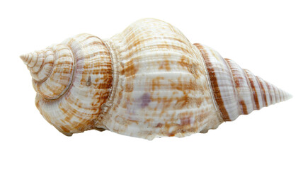 Obraz premium A Beautifully Smooth and Polished Seashell with an Intricate Spiral Shape, Perfect for Coastal-themed Decor or Artistic Projects.