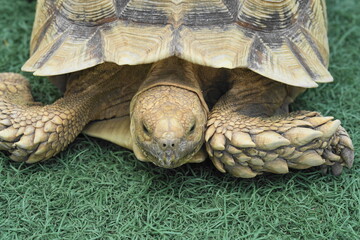 The African Spurred Tortoise (Centrochelys sulcata), also known as the Sulcata Tortoise, is one of...