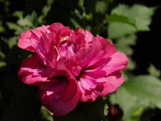 Zbliżenie na kwiat rośliny z gatunku hibiskus © Kumulugma