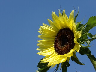 Zbliżenie na kwiat słonecznika © Kumulugma