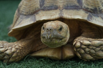 The African Spurred Tortoise (Centrochelys sulcata), also known as the Sulcata Tortoise, is one of the largest tortoise species in the world. 
