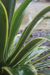 Obraz premium Fresh Green Leaves with Dewdrops in a Natural Setting