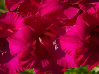 Zbliżenie na kwiat rośliny z gatunku Gladiolus © Kumulugma