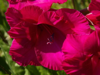 Zbliżenie na kwiat rośliny z gatunku Gladiolus © Kumulugma
