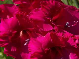 Zbliżenie na kwiat rośliny z gatunku Gladiolus © Kumulugma