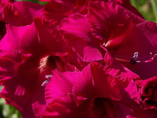 Zbliżenie na kwiat rośliny z gatunku Gladiolus © Kumulugma