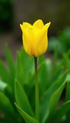 Yellow tulip peeking out from green foliage layer, peeking out, spring, garden
