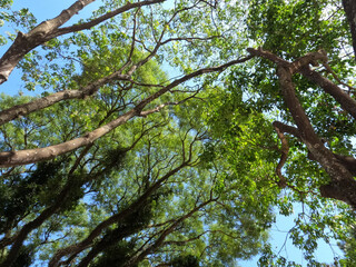 green leaves against blue sky. green leaves on blue sky. details of nature. green in contrast with blue.