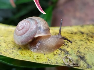 A Small Snail Crawling on a Yellow Leaf