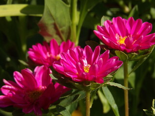 Zbliżenie na różowe kwiaty rośliny z gatunku aster © Kumulugma