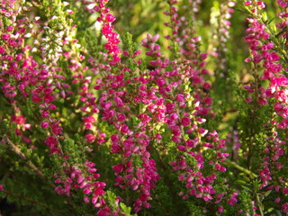 Zbliżenie na kwiat różowego wrzosu