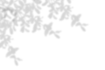 Soft shadows of leaves on a transparent white surface. 