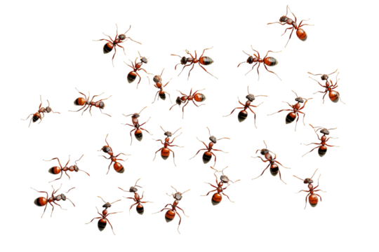 Ants on white background