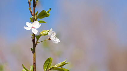cherry. White flowers. flowering branch in the garden. delicate spring flowers on blooming trees. macro photo, delicate flowering. soft focus. beauty of nature. close-up. Cherry tree in Spring time
