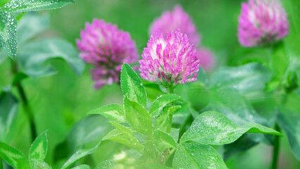 Red Clover, Trifolium pratense, in a typical meadow environment. delicate flower, on a light green natural background, with drops after rain, morning dew, moisture on the petals. macro nature.