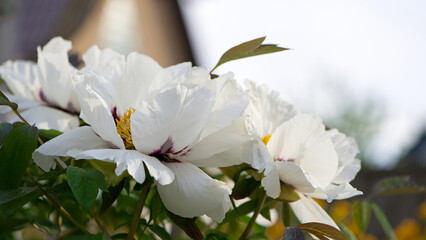 Peony flower. large white flowers with green leaves. delicate white peony flowers with yellow pollen inside, blooming in the garden. beautiful multi-colored peony, macro close-up background