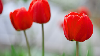 Obraz premium Tulipa. red tulips. beautiful flowers blooming in spring on a flower bed in the garden. delicate red tulips. floral holiday background, close-up, bokeh. spring flower buds