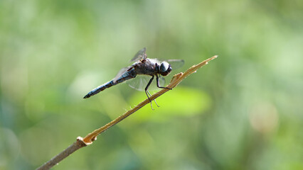Orthetrum cancellatum. Aeshna cyanea. Anax imperator. big dragonfly sitting on a branch. the insect by the river. macro nature. beautiful dragonfly, small predator. natural background. by the pond
