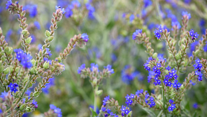 Anchusa officinalis and delicate flower of white field chamomile. flower season. wildflowers. medicinal herbs. beauty of nature. close-up. blue wildflower