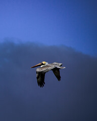 Pelican