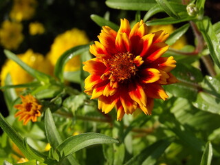 Zbliżenie na kolorowy kwiat cynii © Kumulugma