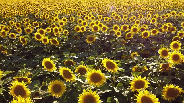 field of sunflowers