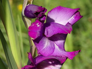 Zbliżenie na kwiat rośliny z gatunku Gladiolus © Kumulugma