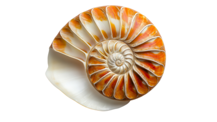 A Beautiful Spiral Seashell with Orange and White Stripes Ideal for Beach Decor and Educational Purposes.