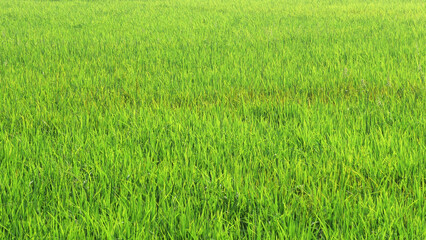 A paddy field landscape in Kerala, India with fresh rice plants
