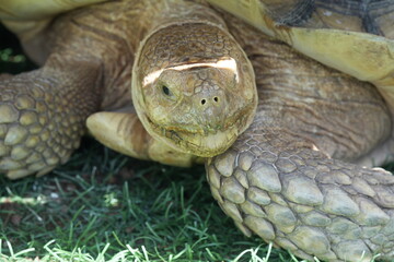 The African Spurred Tortoise (Centrochelys sulcata), also known as the Sulcata Tortoise, is one of the largest tortoise species in the world. 