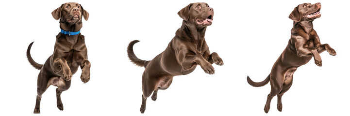 playful brown Labrador leaping joyfully in various poses