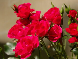 Zbliżenie na czerwone kwiaty drobnej róży © Kumulugma