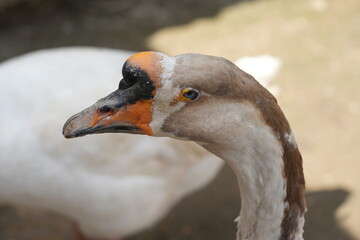 Obraz premium The domestic goose (Anser anser domesticus) is a domesticated form of the *wild Greylag goose (Anser anser) or the Swan goose (Anser cygnoides). 