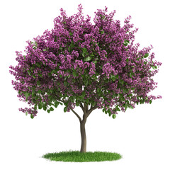 cercis occidentalis tree on white background