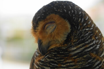 The Spotted Wood Owl (Strix seloputo) is a medium-to-large owl species found in parts of Southeast...