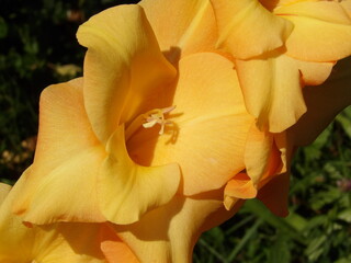 Zbliżenie na kwiat rośliny z gatunku Gladiolus © Kumulugma