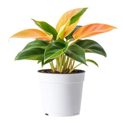Potted Plant in Radiance: An inviting potted plant showcases a rich tapestry of vibrant green and golden hues, representing the essence of life and natural elegance. 