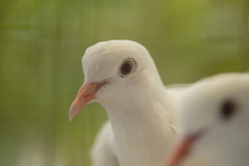 Close-up of a white dove