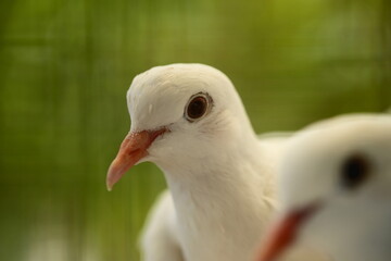 Close-up of a white dove