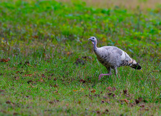 White wild turkey strutting through a field in Cade's Cove, Great Smoky Mountains, Tennessee